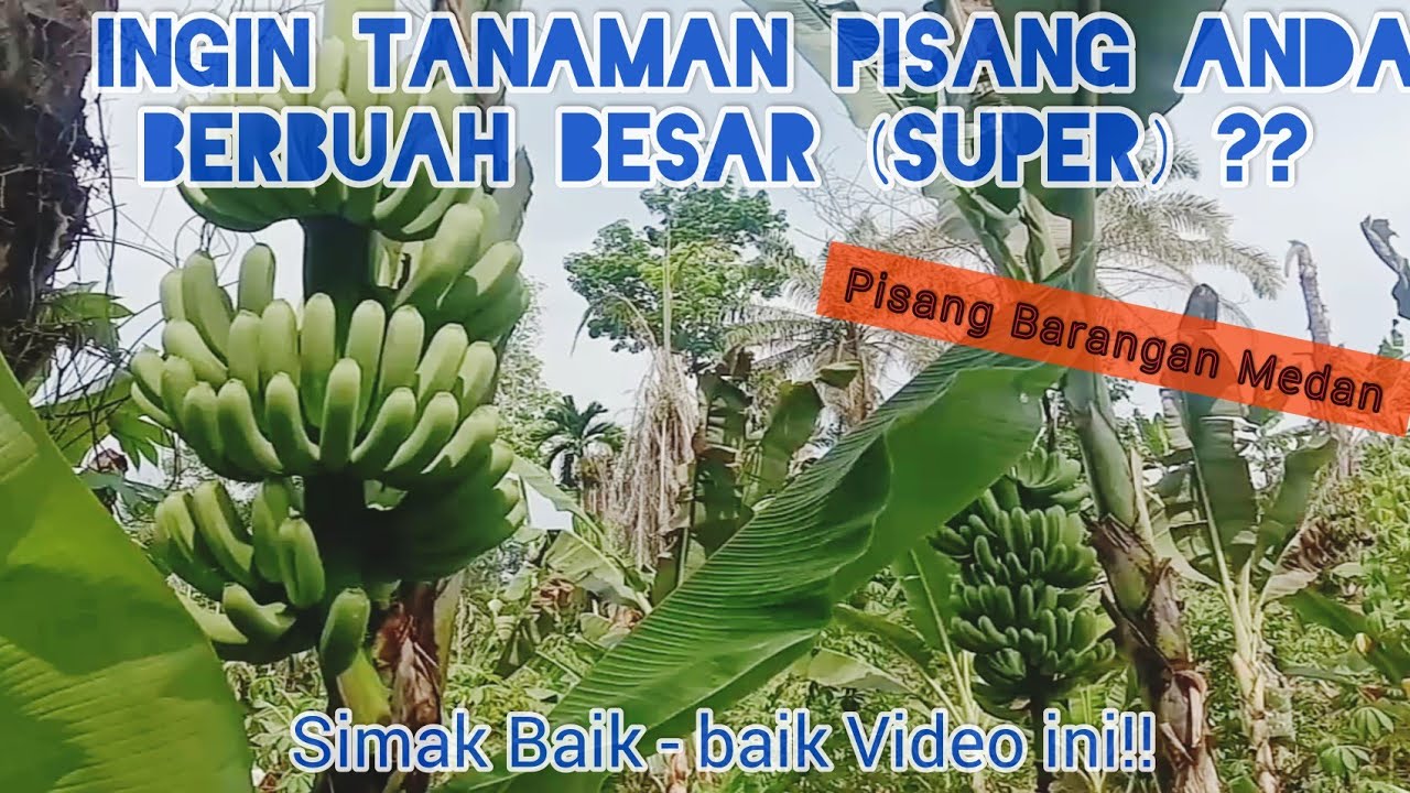 Hasilkan Buah Pisang Barangan Yang Super