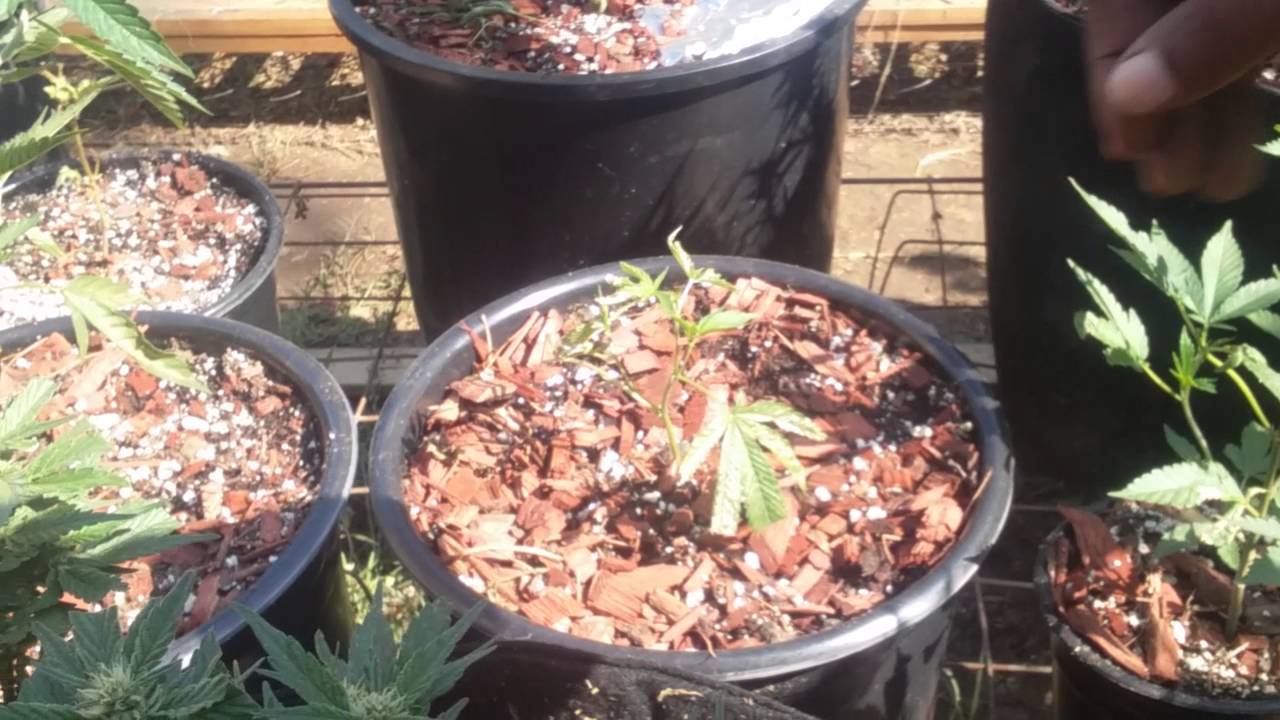 Big buds