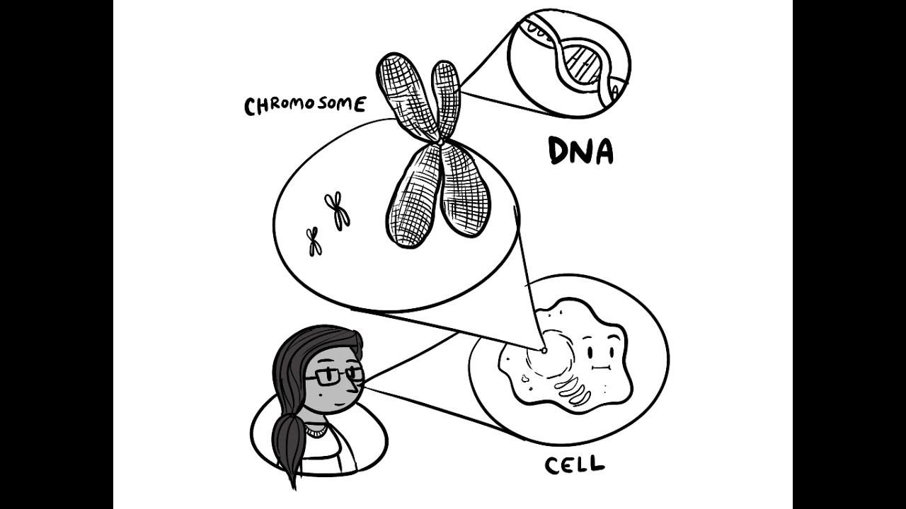 Discovering the Breast Cancer Gene with Mary-Claire King
