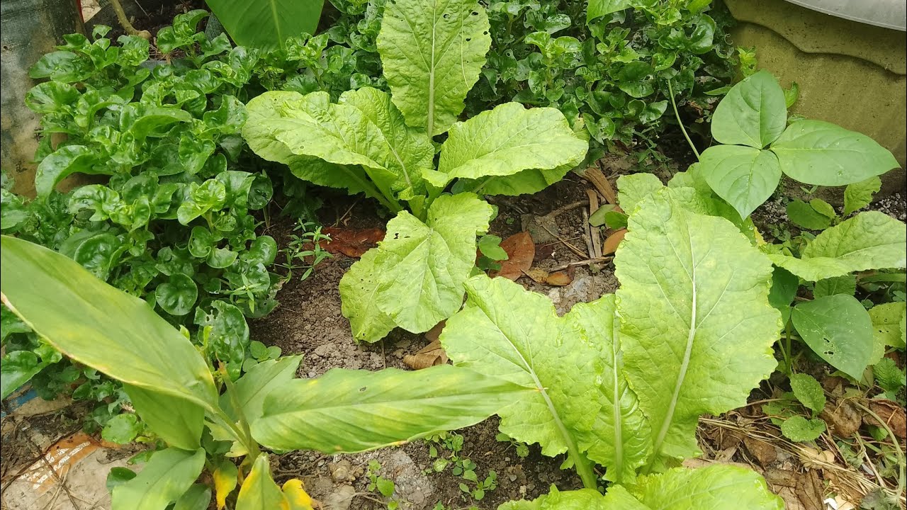 Kebun organik 