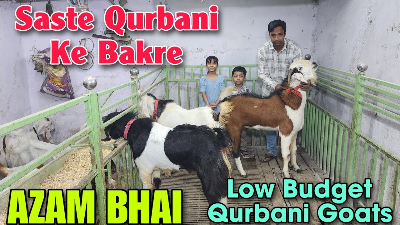 2026 Saste Qurbani Ke Bakre At AZAM BHAI | Low Budget Qurbani Goats In Bhiwandi 