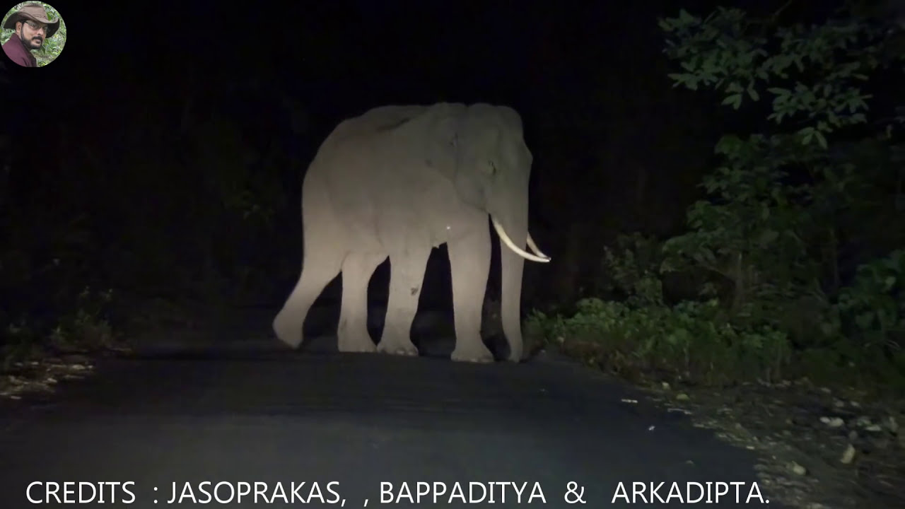 #Elephant# ( Combined Tusk) and #Jasoprakas# at Night.