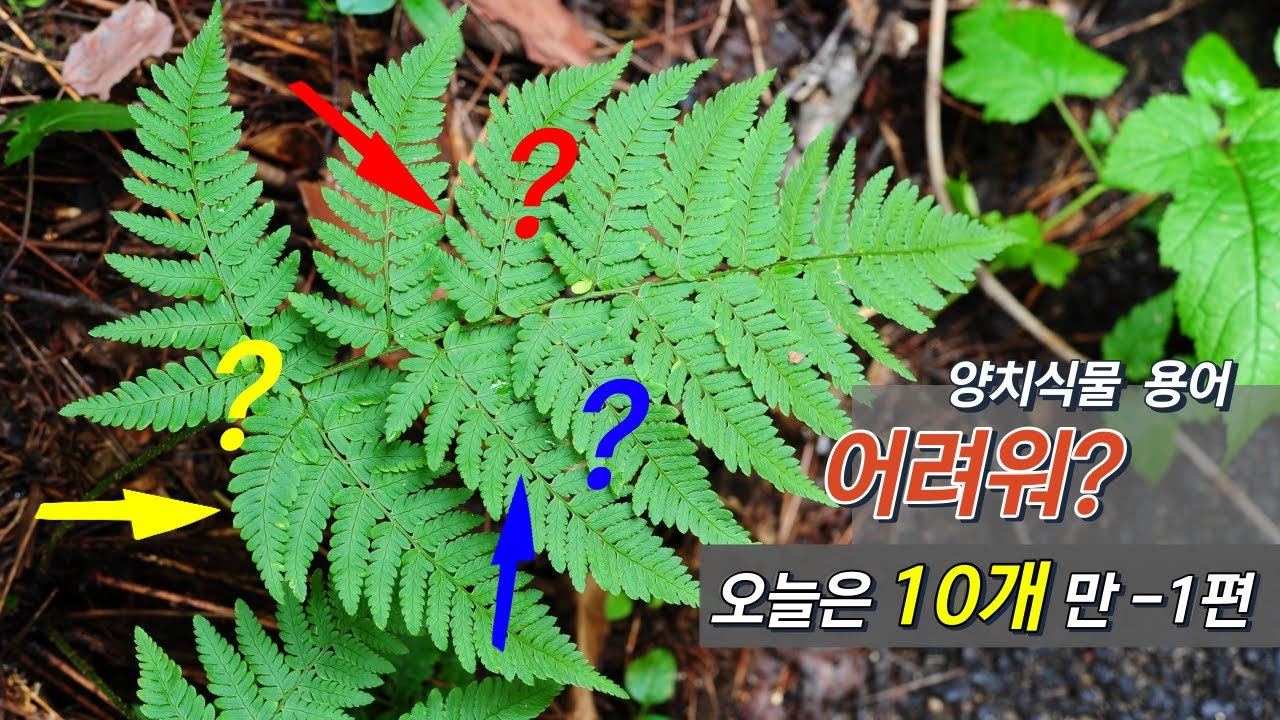 퍼니의 양치식물, 양치용어 어려워? 용어 10개 파헤치기- 1편