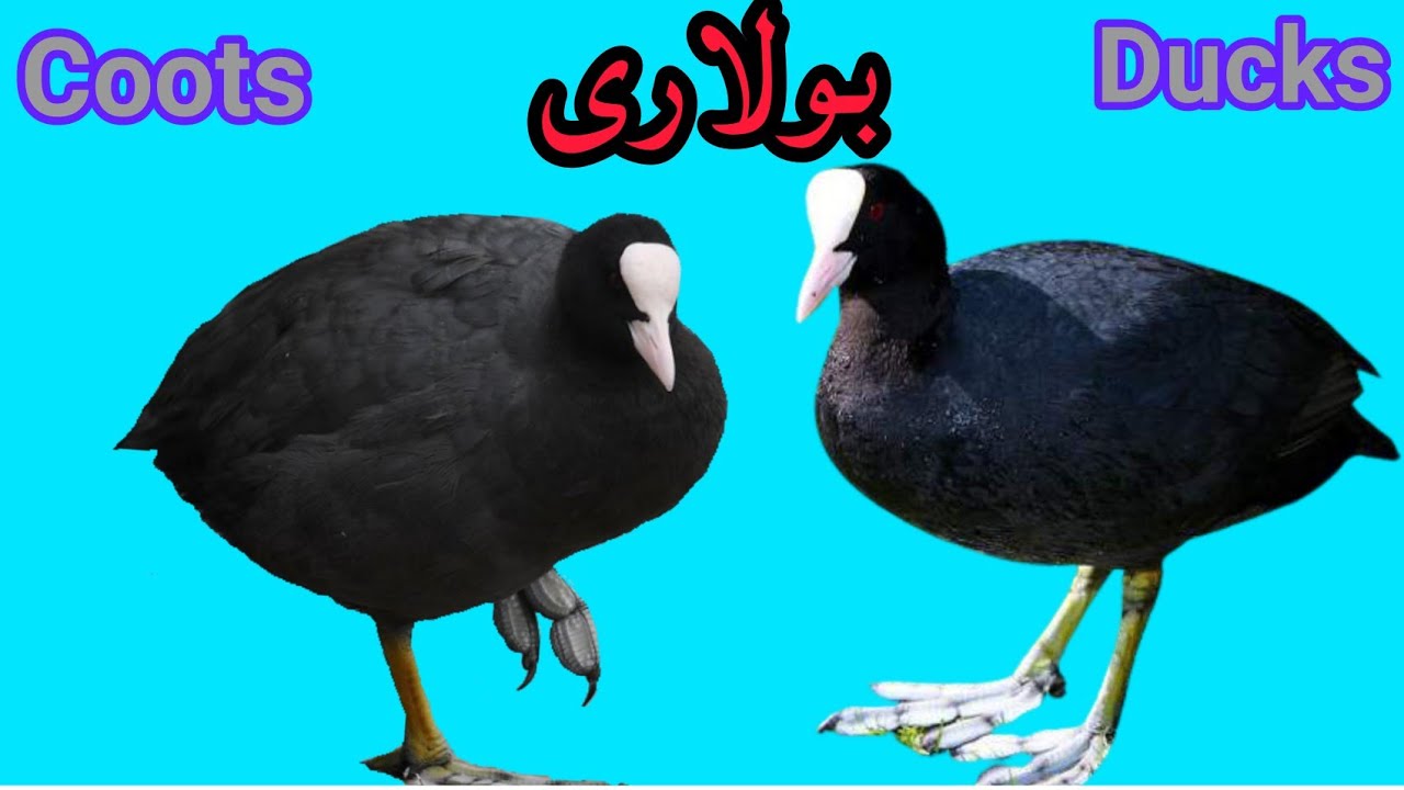 Coots&Ducks Amazing Sound// Black coot and teal duck mix sound