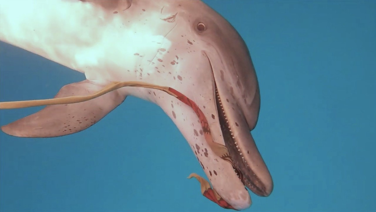 Wild Dolphin playing with Cloth