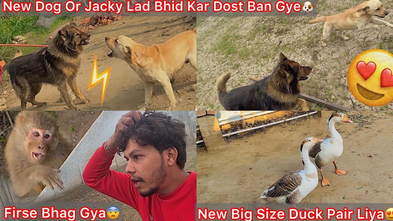 New Dog Or Jacky Ki Dotsti Hogye😍Ladai K Bd😰New Big Size Ducks Le🔥Monkey Firse Bhag Gya😨Pagal Bna Kr