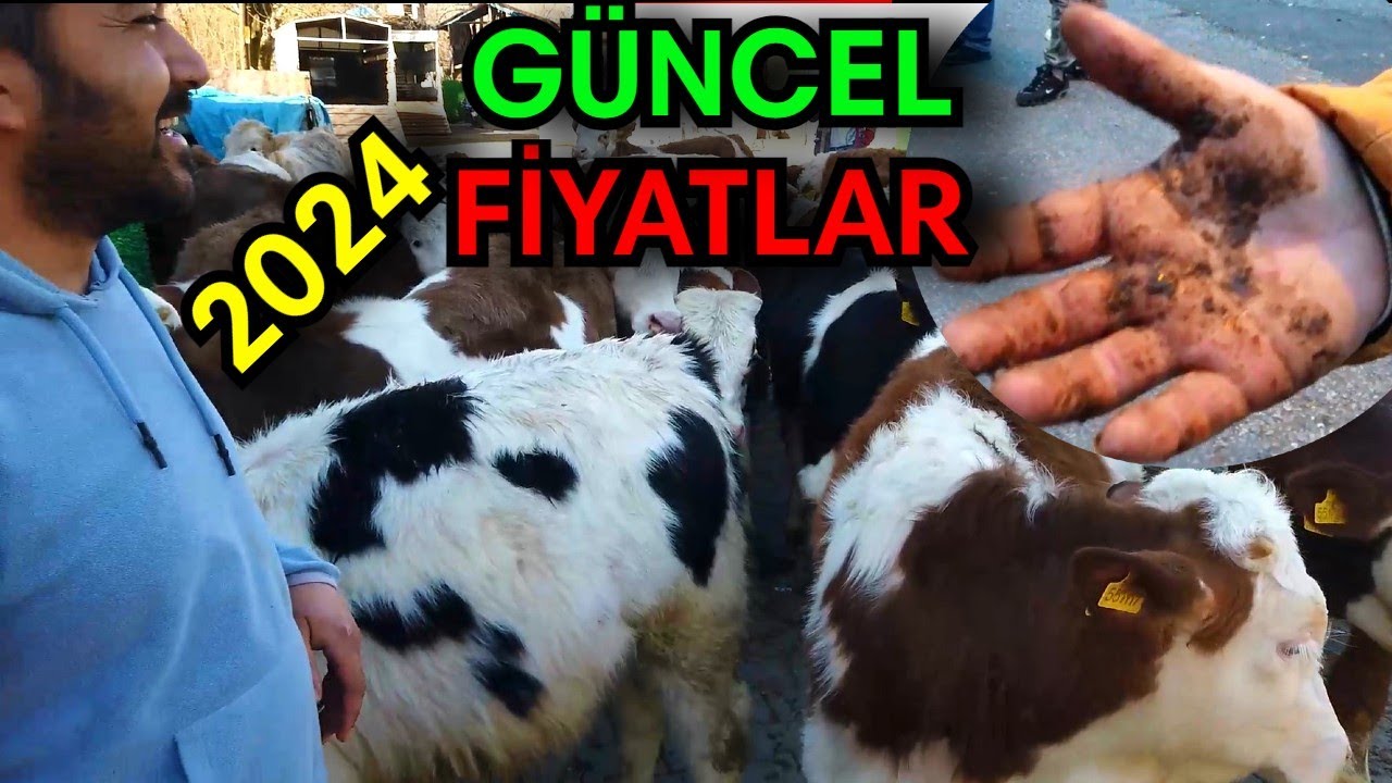 300 Adet Buzağı Toplama Çetin Geçen Hayvan Pazarlıkları