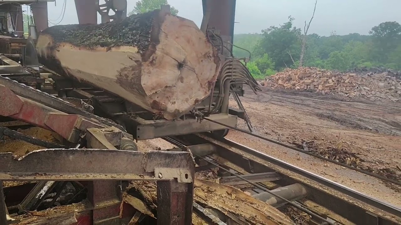 Sawing a big rotten 11-12 foot red oak log # 51