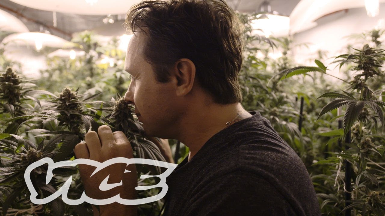 QC Bud: The Black Market's Last Stand