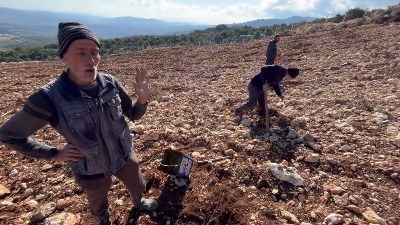 SUMAK YETİŞTİRİCİLİĞİ FİDAN DİKİMİ