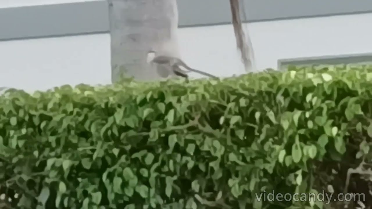 👂 🐦🎶 ПОСЛУШАЙТЕ, КАК ПОЕТ ПЕРЕСМЕШНИК!!!