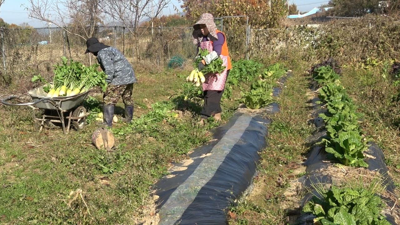 고구마가 제법 잘되었내요...? 김장무 수학 공구창고 정리정돈하기
