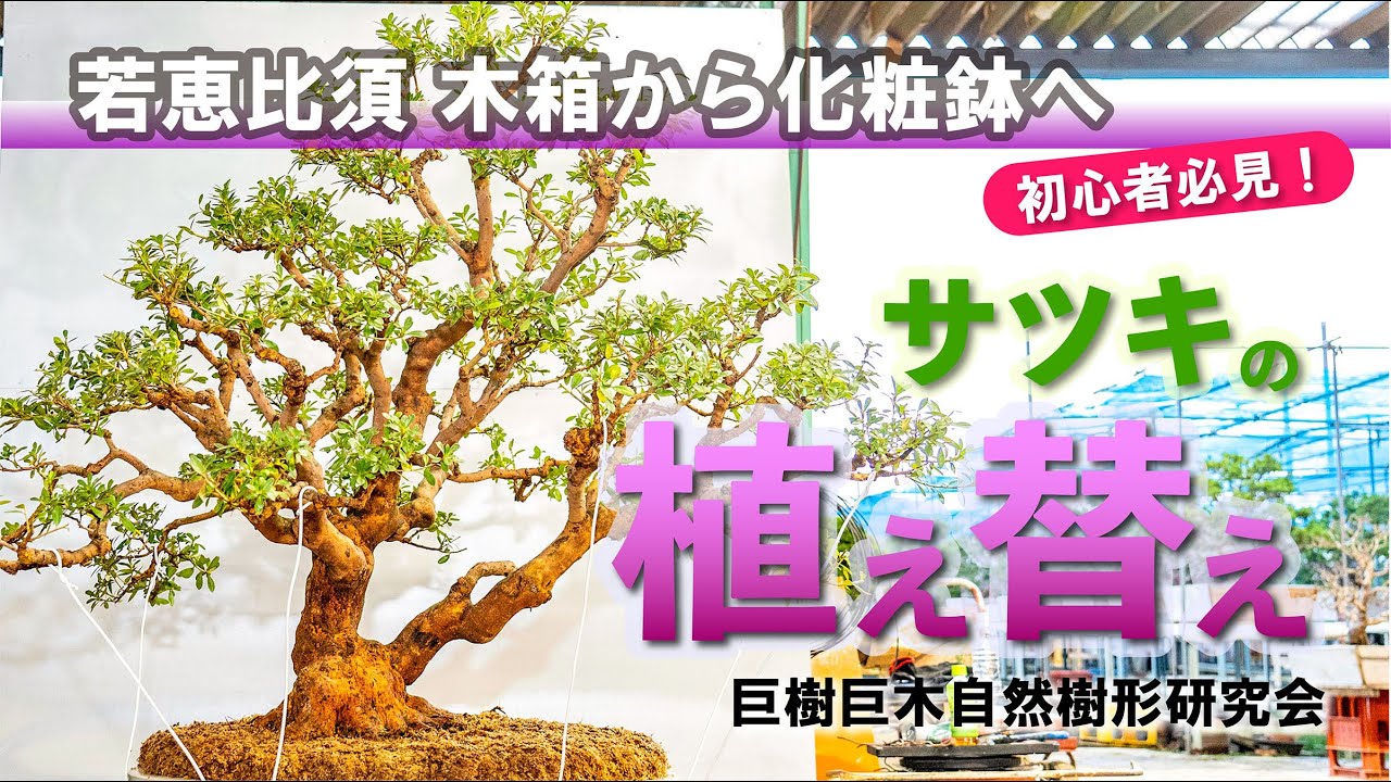 サツキ「若恵比須」の植え替え　木箱から化粧鉢　巨樹巨木自然樹形研究会