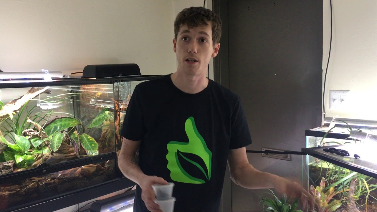 How to create a BioActive Crested Gecko Terrarium