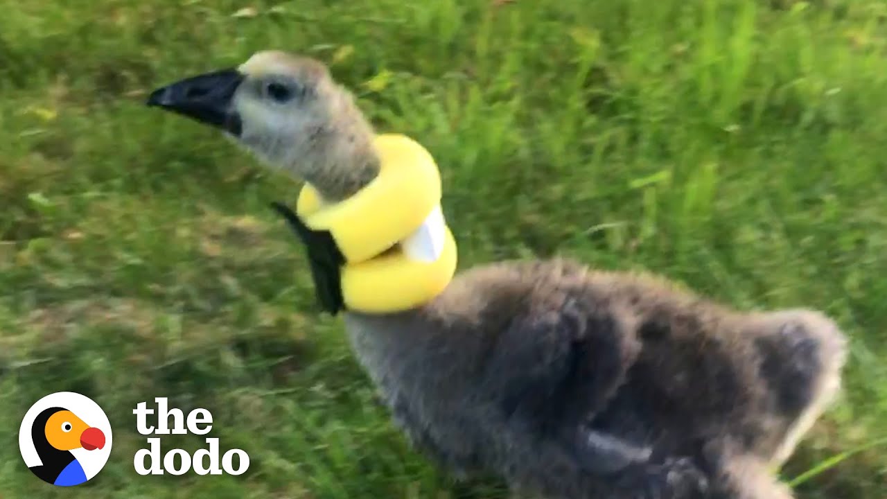 Gosling Finds The Perfect Mom To Help Her Stand Up Straight | The Dodo Little But Fierce