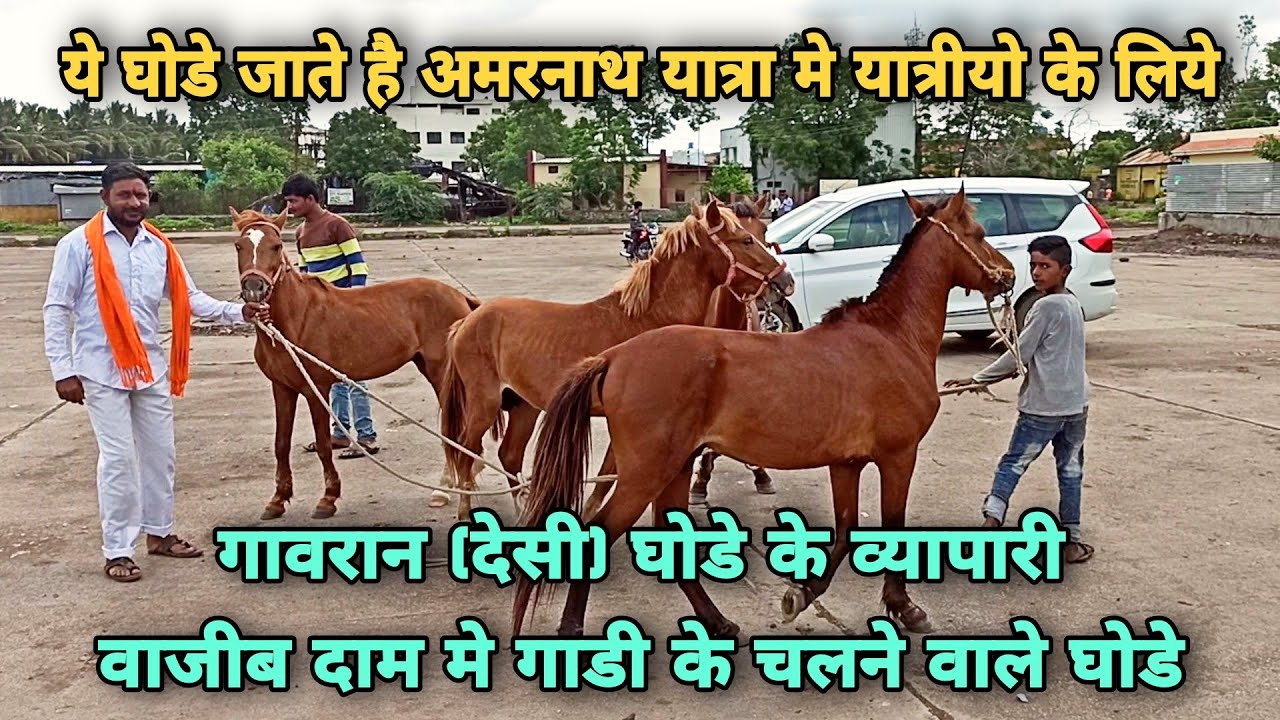 मंडी मे आये बडीया गावरान(देसी)घोडे।।मलिक के बच्चो विडियो बनानी के कर ली जिद्द।।Yeola Ghoda Mandi