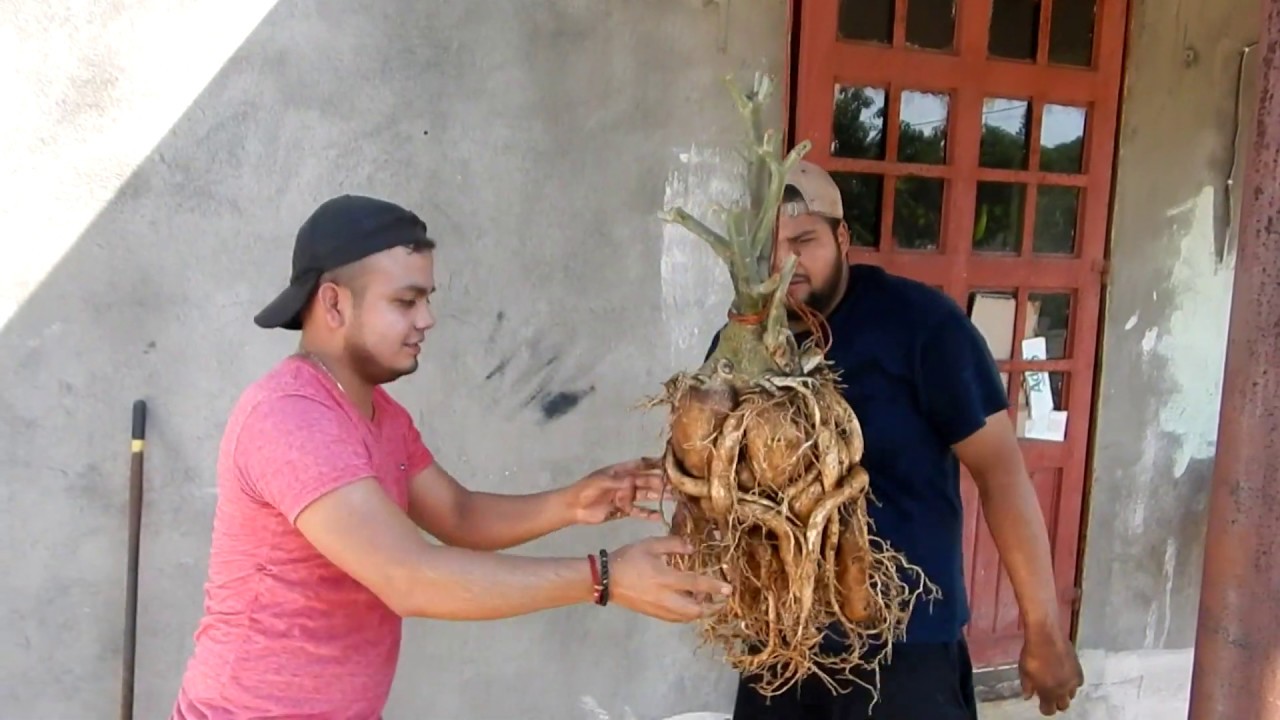 adenium exposicion de raices gigantes  parte 1  limipieza de raiz