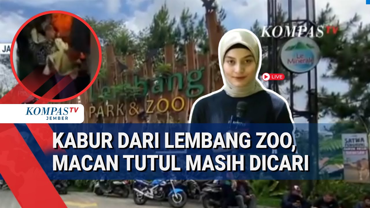Geger! Lembang Park & Zoo Ditutup, Macan Tutul Diduga Kabur ke Hutan Tangkuban Parahu