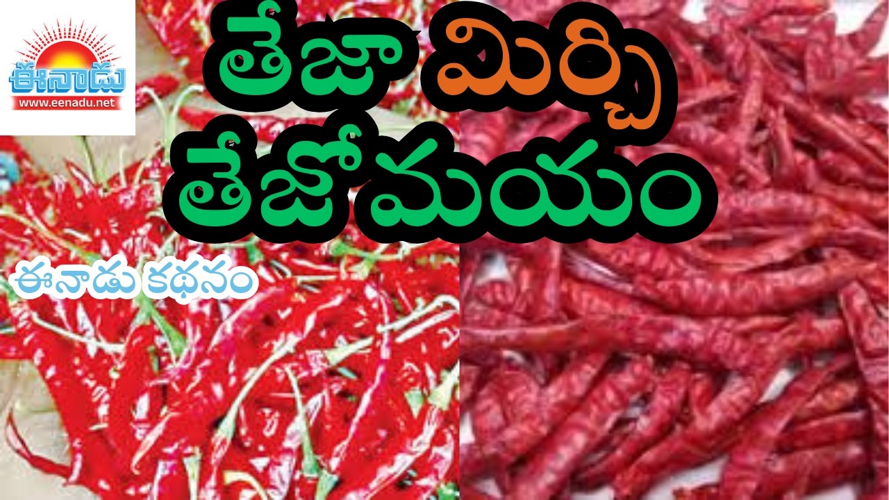 తేజా మిర్చి తేజోమయం I #chilliseeds #tejamirchiprice #chilliseed