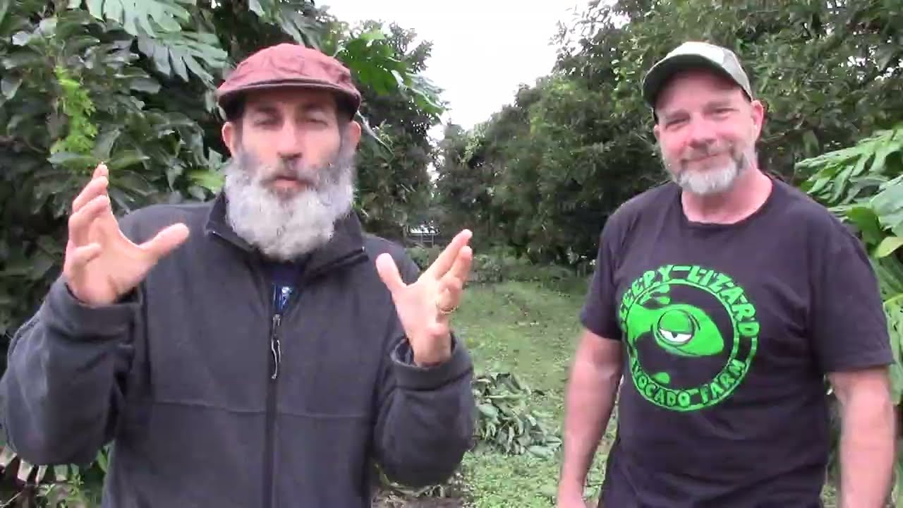 All about Avocados and Laurel wilt disease