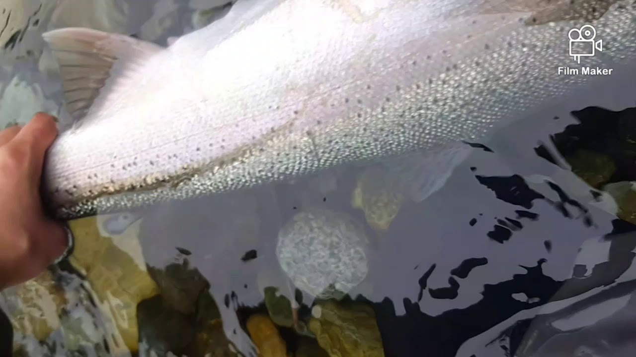Steelhead Fishing Vedder River Best Clips of my 2020 season