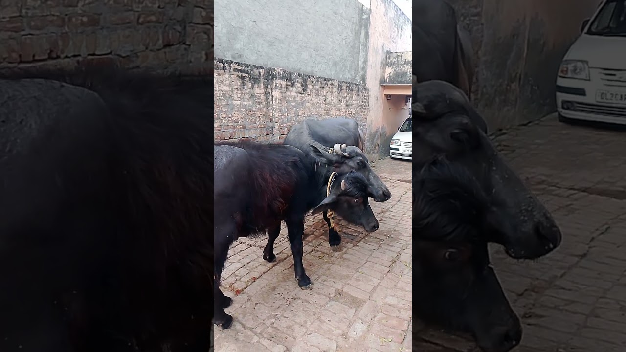 अलवर रियासत खुब लडी एक लडा डिवीजन अम्बाला जवाहर लाल तनै जुल्म करे 