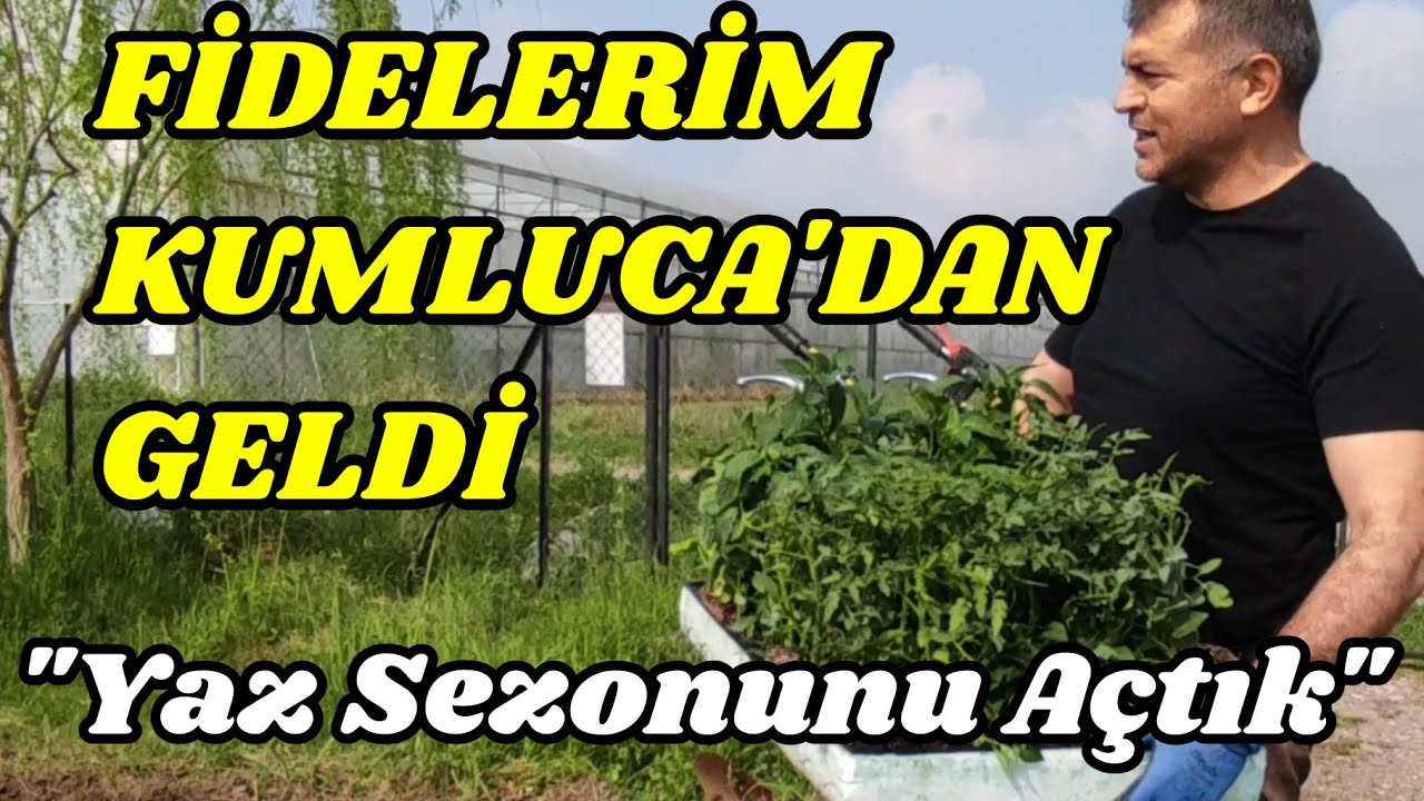 Domates Nasıl Dikilir