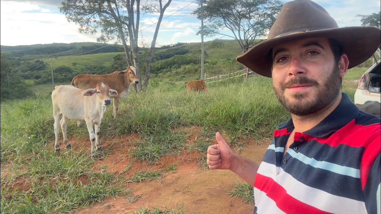 Vacas disparam de preço após os laticínios fazer isso 😨 Leite vai disparar ? 