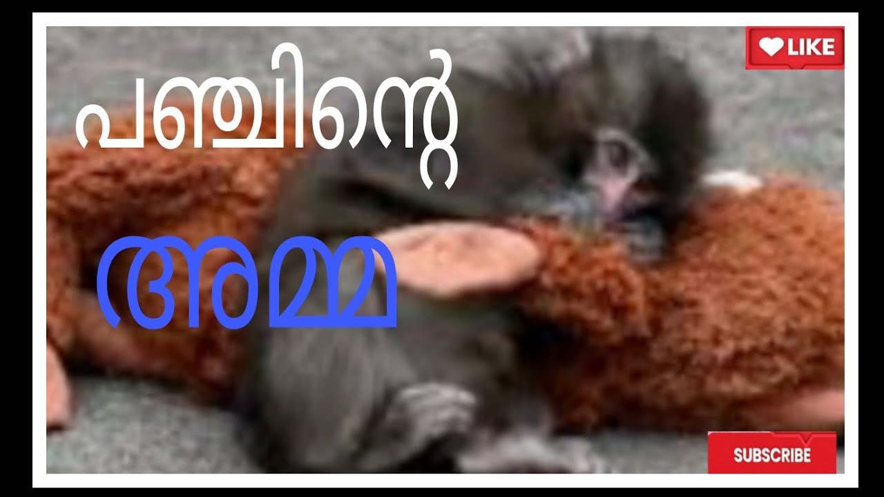 കവിത/പഞ്ച്/Jyothis Kavitha world