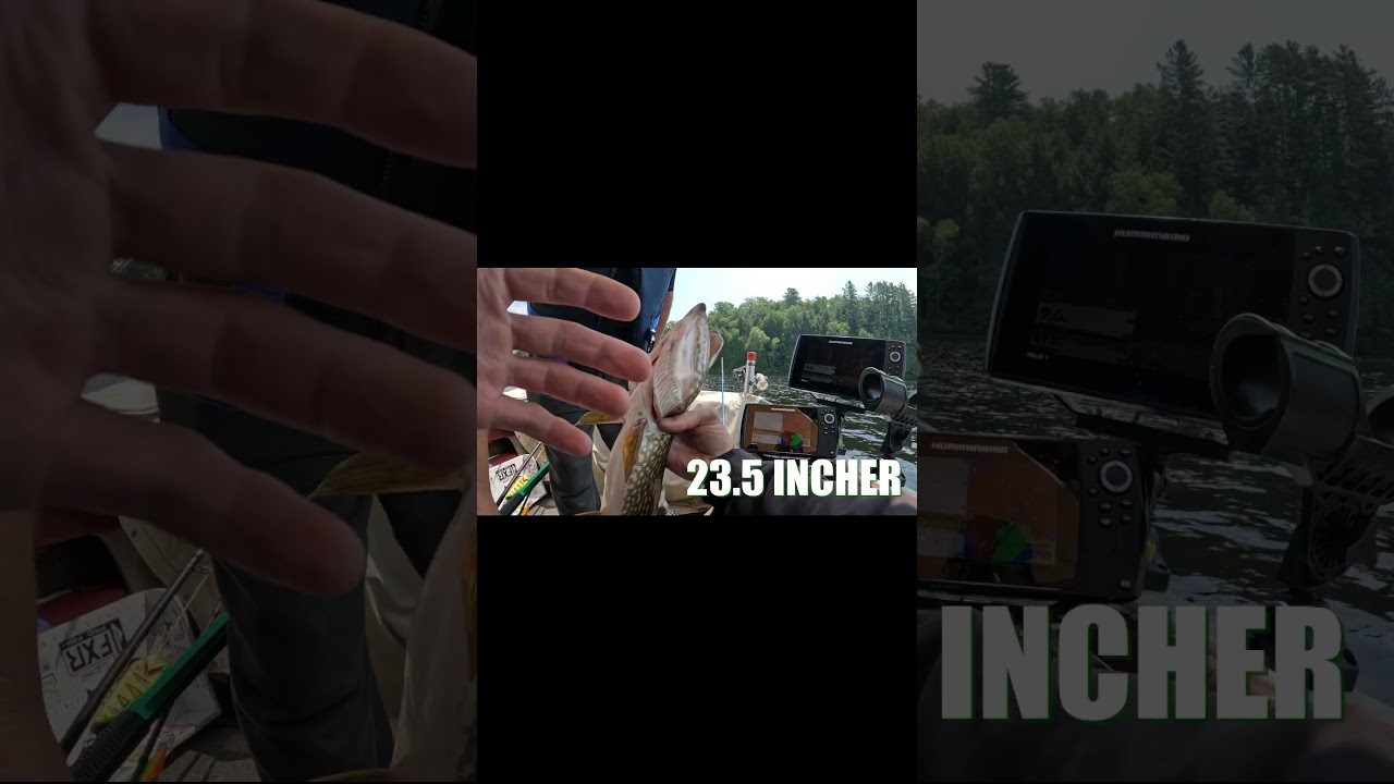 HOW TO SAFELY HOLD A PIKE.. PROPERLY! #shorts #tips #2023 #how #howto