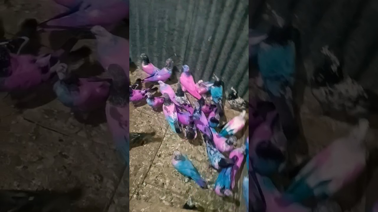 Pigeon Paradise #youtube #viral #shorts #viralvideo #ytshorts #trending #trendingshorts #pigeon