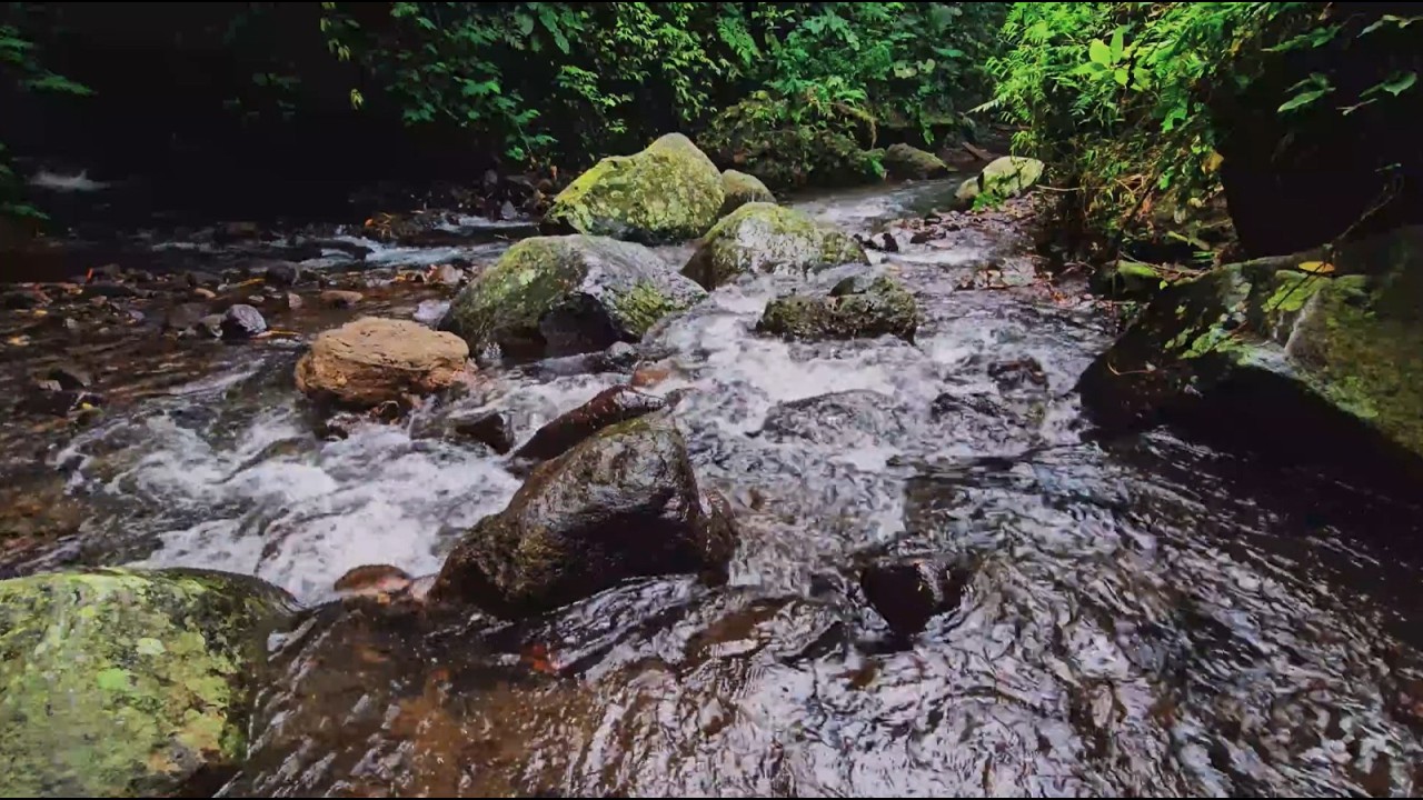 Wild River Rapids 🌊 4K Nature Ambience for Sleep, Study & Relaxing Vibes
