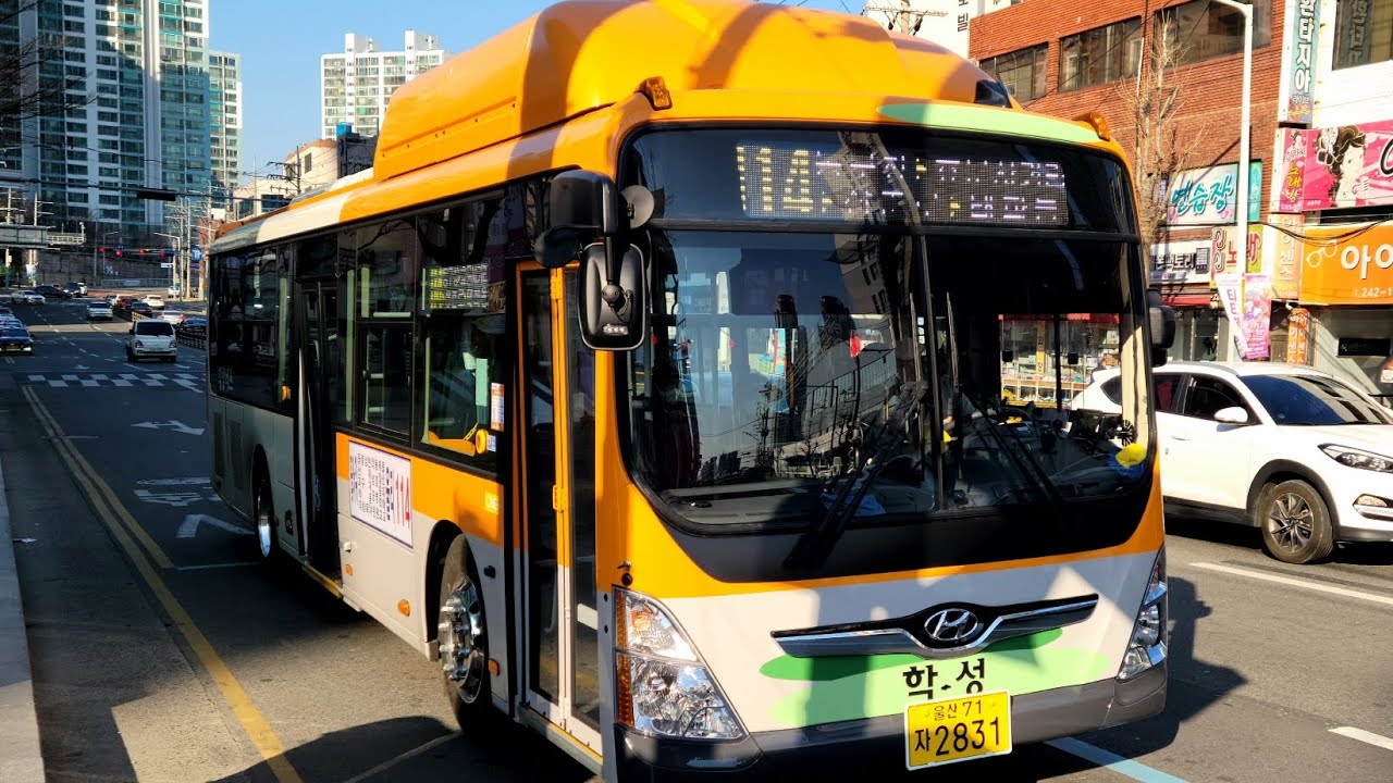 울산(114 학성버스) [태화동~삼호교]구간 2023년 2월식 현대[HYUNDAI] 뉴슈퍼에어로시티 F/L CNG 개선형 zf 저상 앞면 주행영상[2025.07.12]