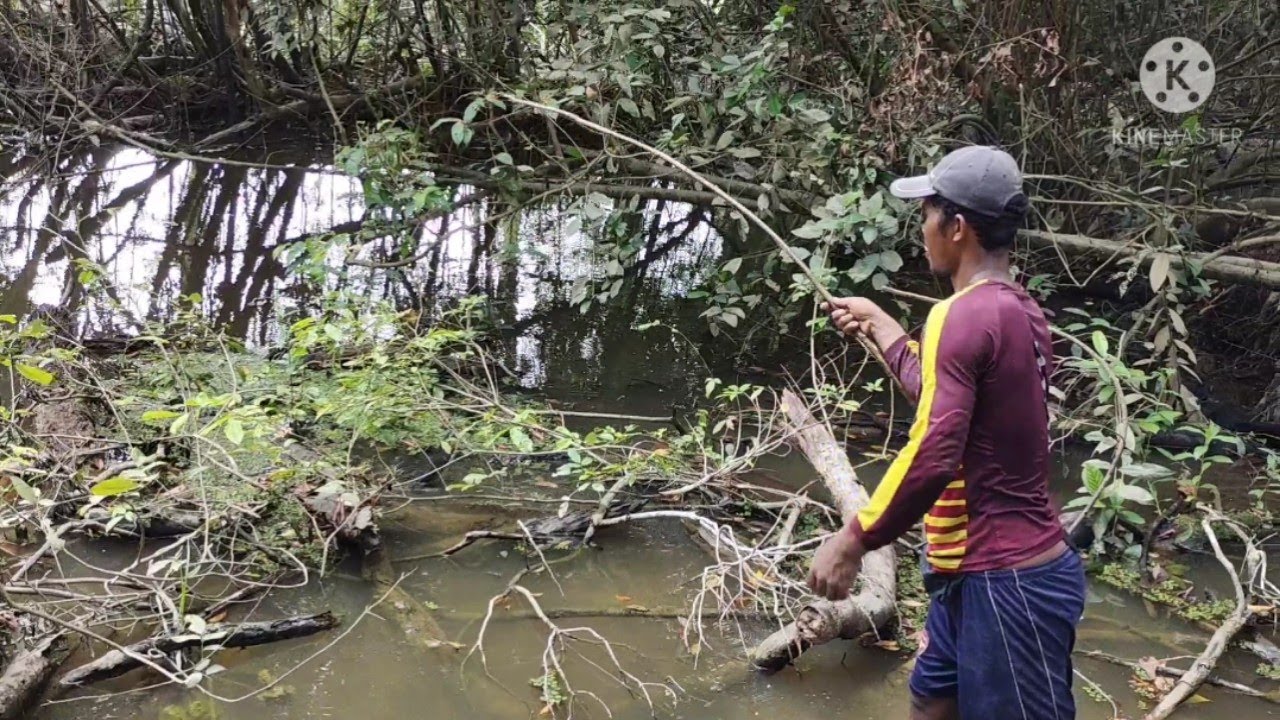 RAWA DIPENUHI BLUKARAN POHON MENJADI SARANG BAGI IKAN-IKAN MONSTER KELAPARAN..