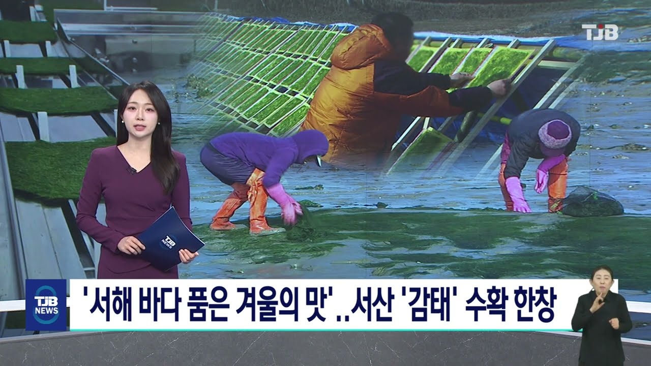 TJB뉴스 - '서해 바다 품은 겨울의 맛'  서산 '감태' 수확 한창(2026.02.18)