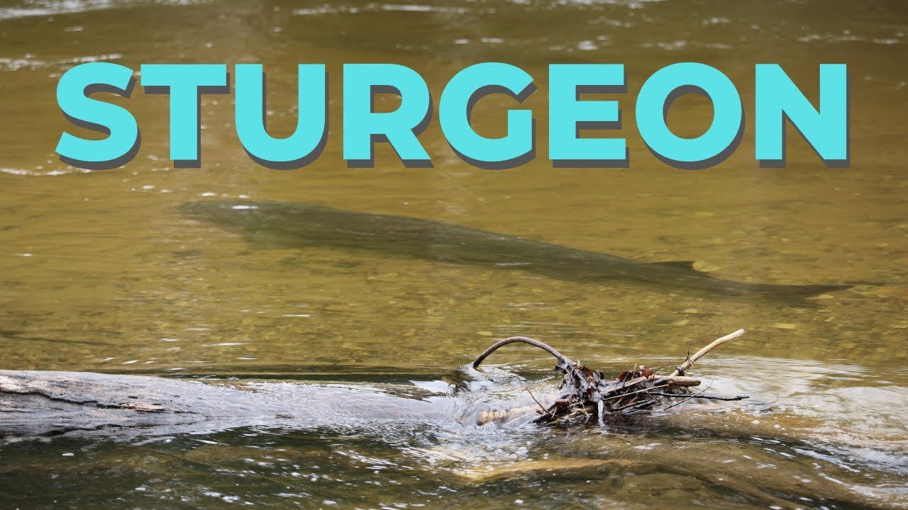 Michigan Sturgeon Swimming Upstream to Spawn