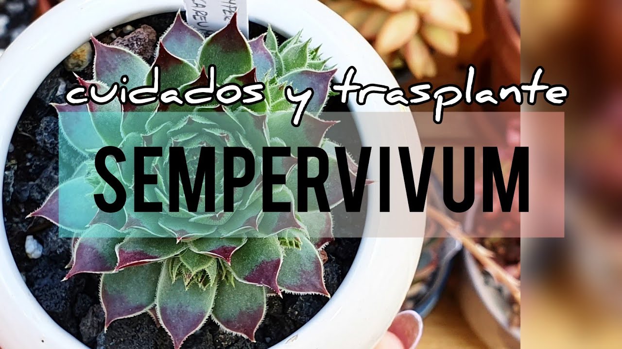 SEMPERVIVUM/SUSTRATO/CUIDADOS/REPRODUCCIÓN/TRASPLANTE/Jardín Suculento