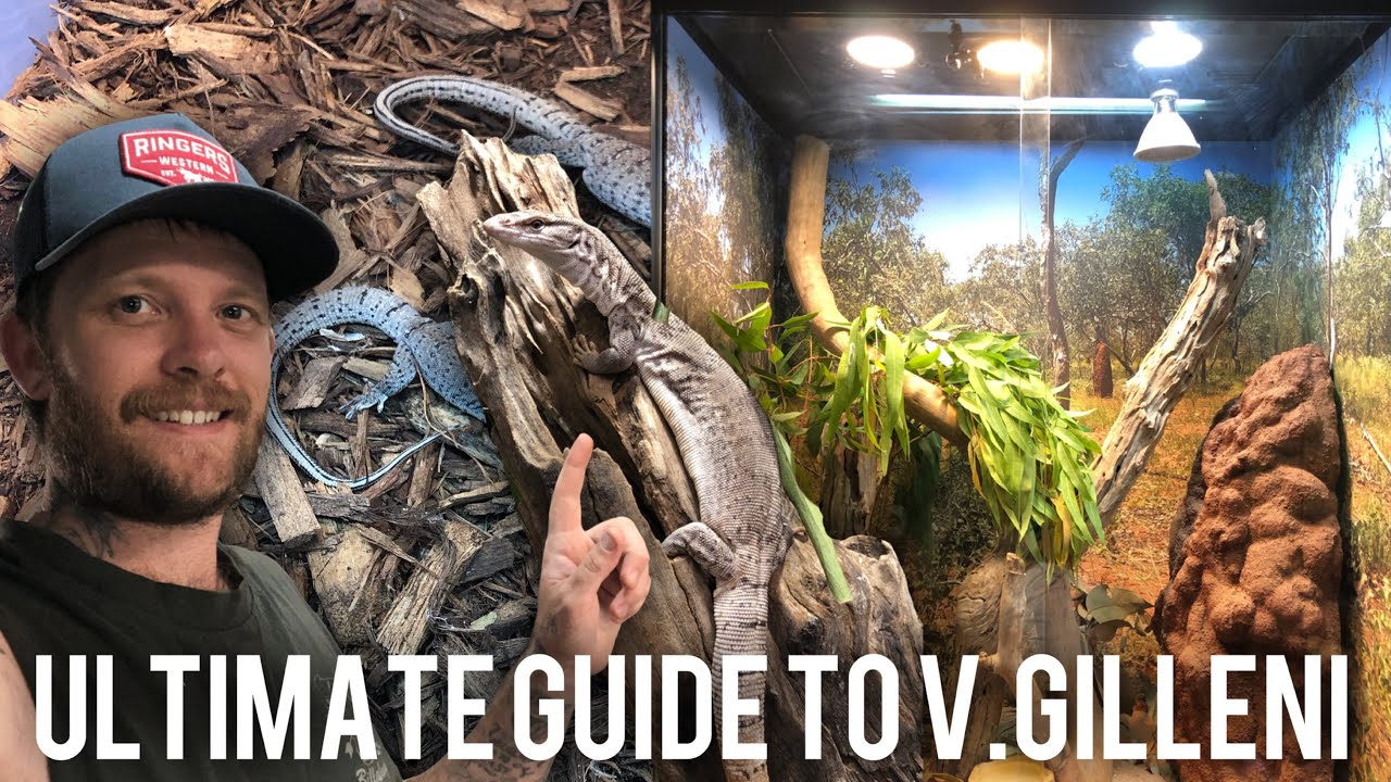 The ULTIMATE varanus gilleni care guide | Pygmy Mulga Monitor | Gillens monitor lizard