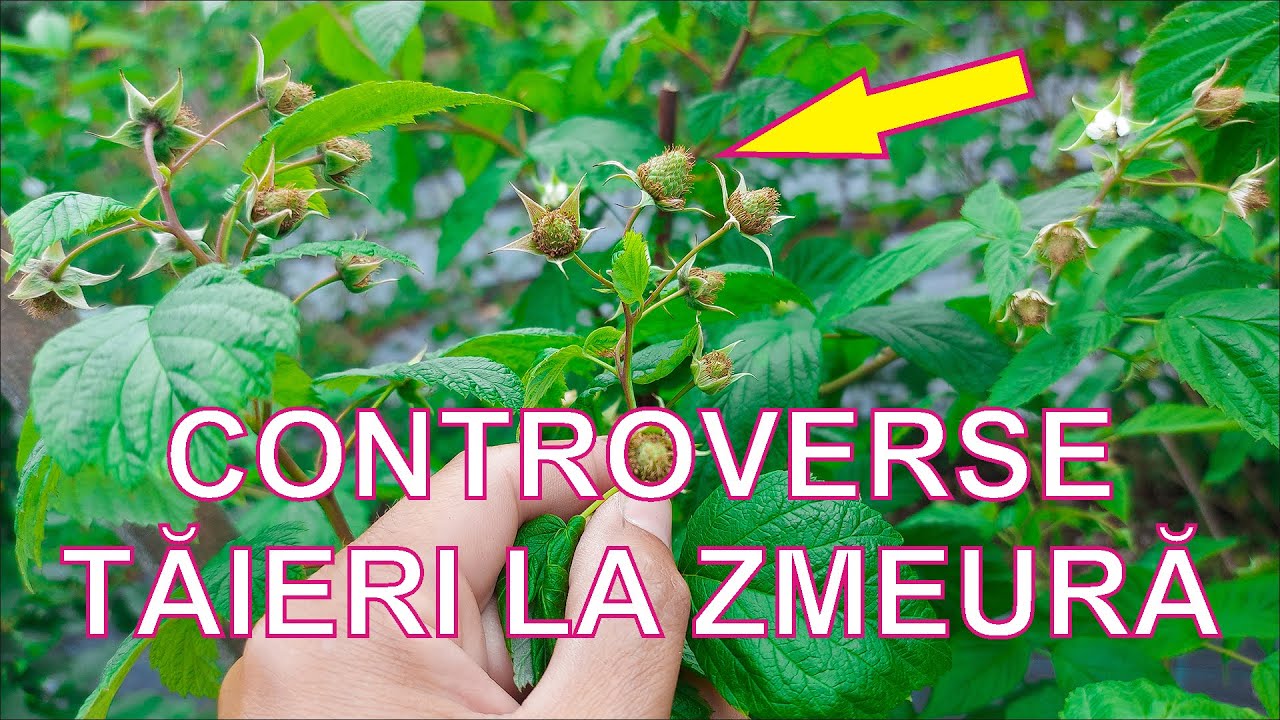 CINE ARE DREPTATE? CONTROVERSE DESPRE TĂIERI LA ZMEURĂ REMONTANTĂ!