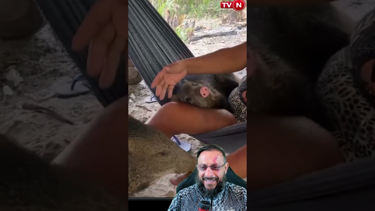 Mulher cria porco do mato como se fosse cachorrinho #biologohenrique #animais #bichoesperto #biologo