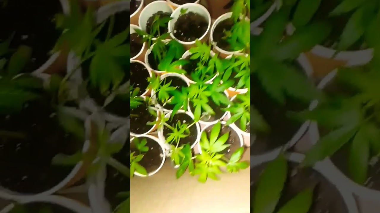 outdoors uk gorilla grow