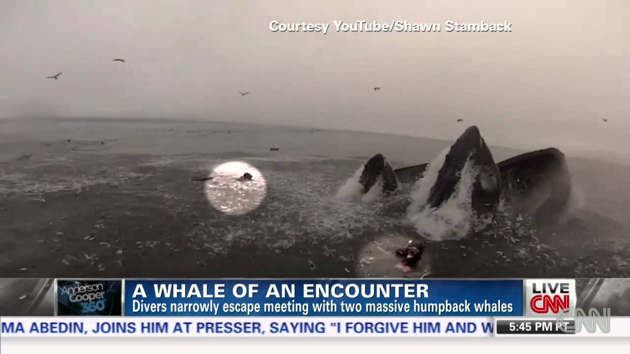Diver: I thought the other diver was inside the whale