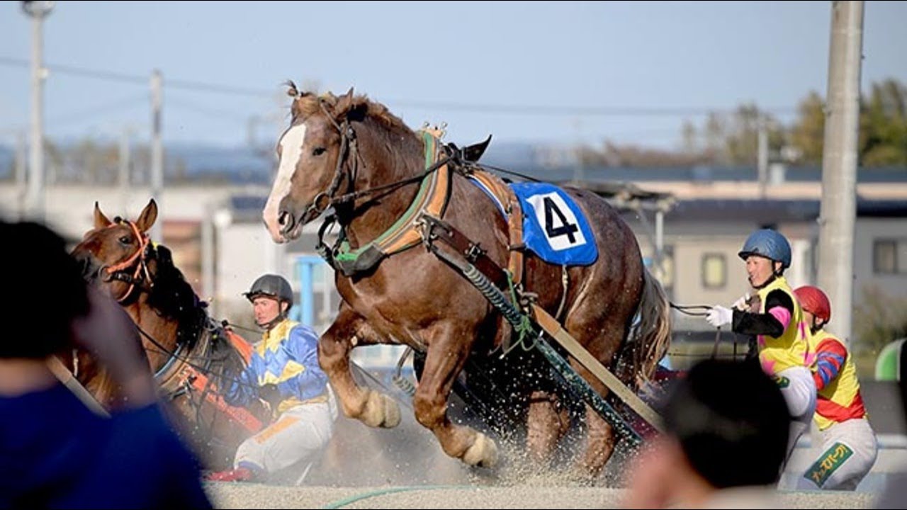 ＜とかち音のーと＞グググッと力強く　ばんえい競馬　２００メートルの直線競う