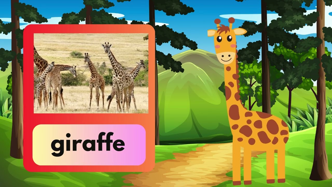 Meet the Jungle Animals