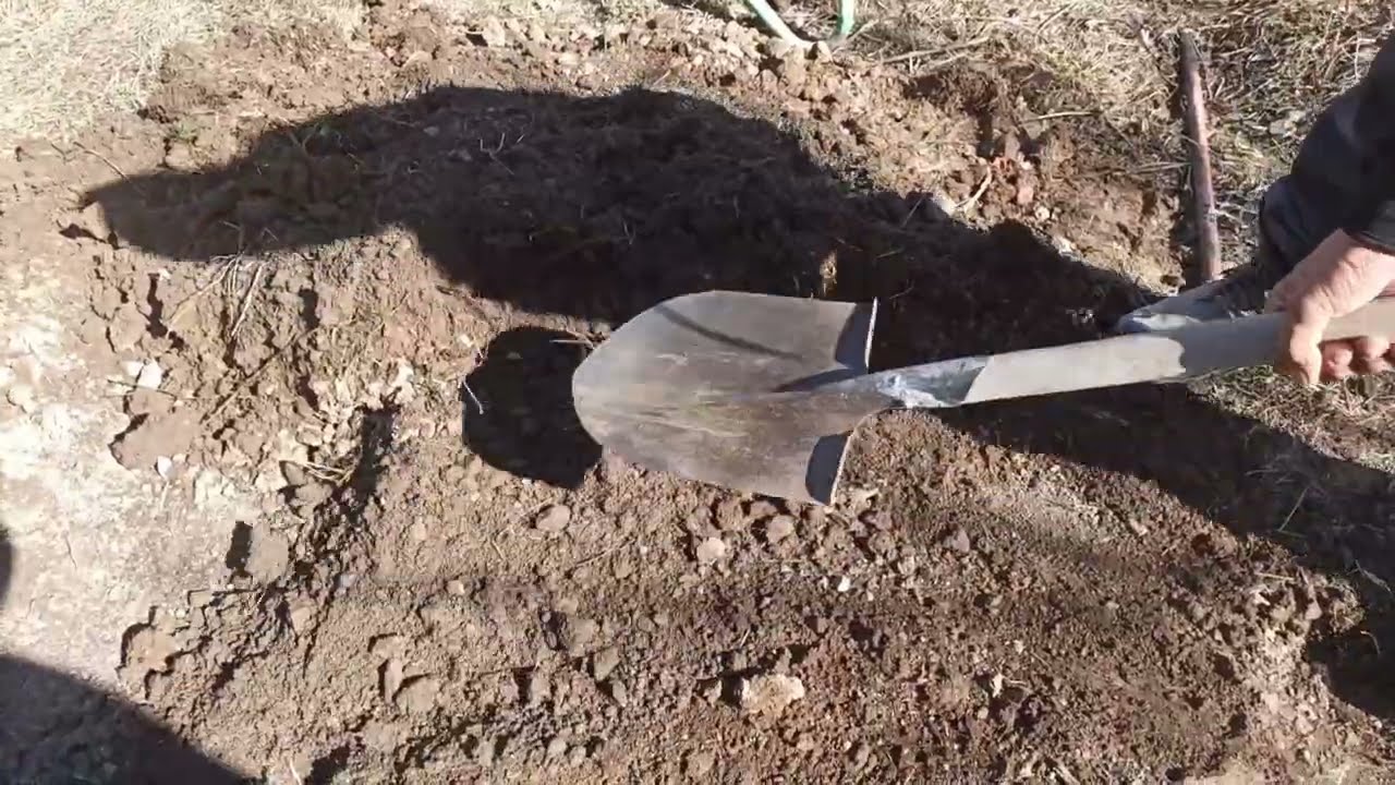 Көчөттөрдү кантип тиксе болот?