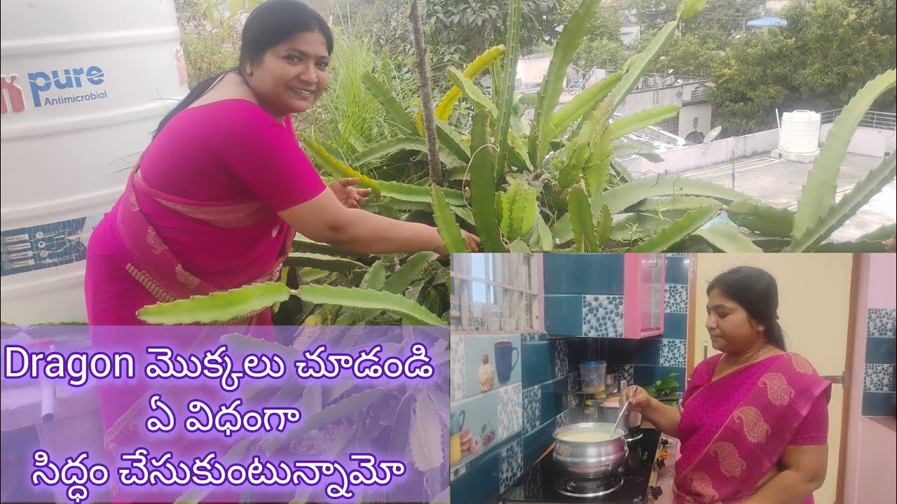 మంచి కాపు కోసం dragon fruits మొక్కల్ని ఏ విధంగా సిద్ధం చేసుకుంటున్నామో చూడండి...