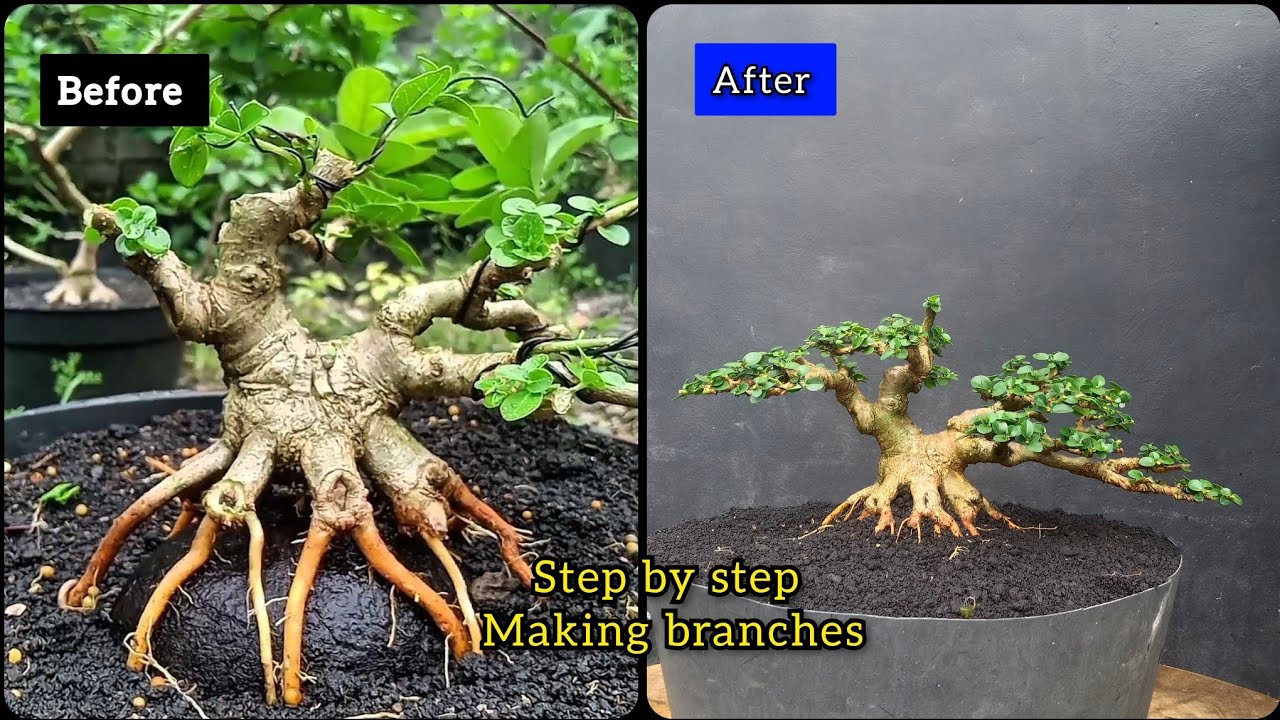 Step by step how to make sancang mame part .1