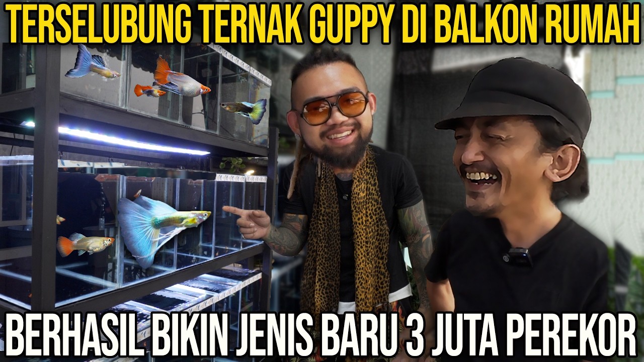 TERSELUBUNG TERNAK GUPPY DI BALKON RUMAH BERHASIL BIKIN JENIS BARU 3 JUTA PEREKOR
