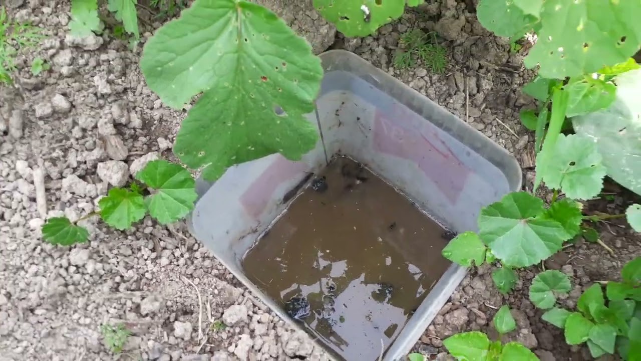 Lótetü csapda