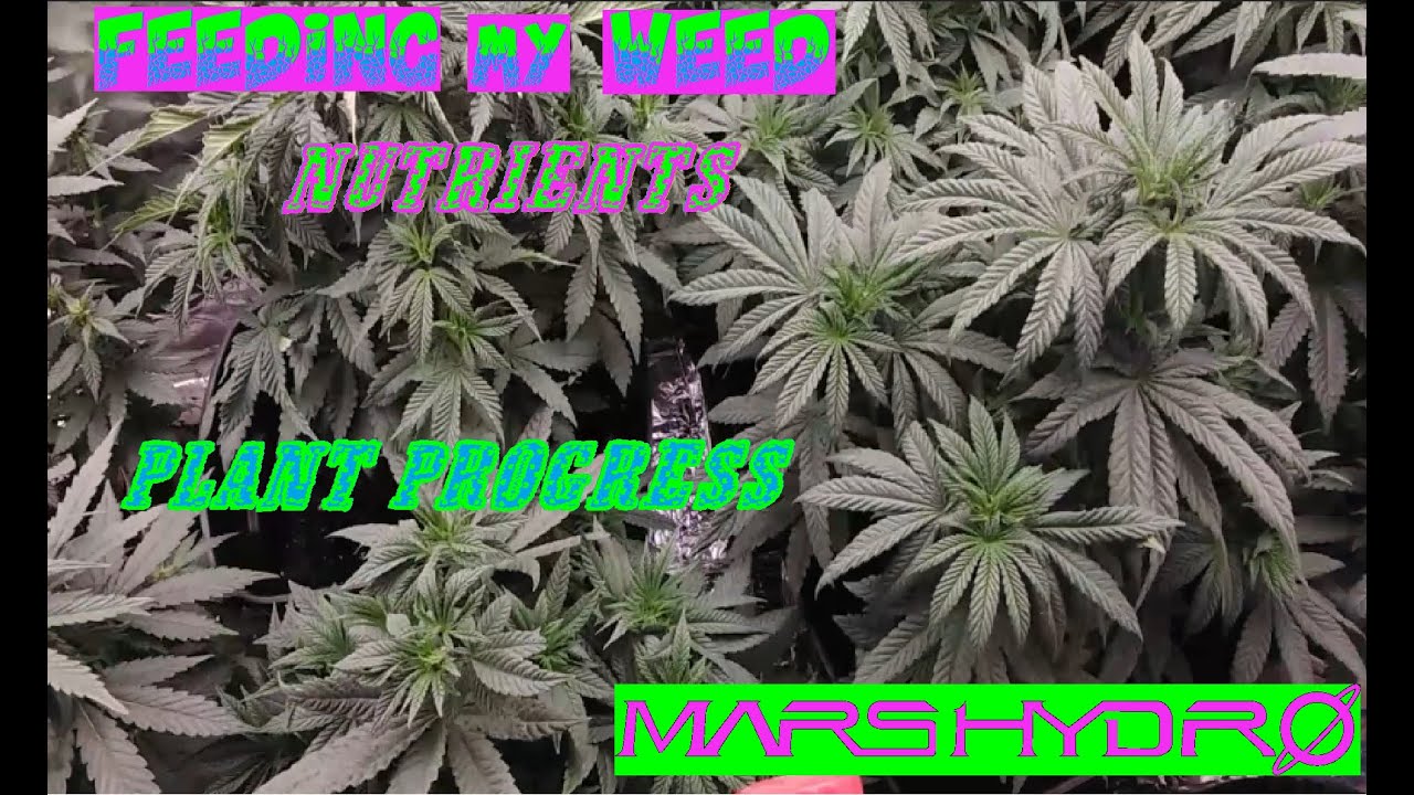 Feeding weed plants nutrients, Feeding time for Cannabis Plants,  Weed Plant Grow w/ Mars Hydro